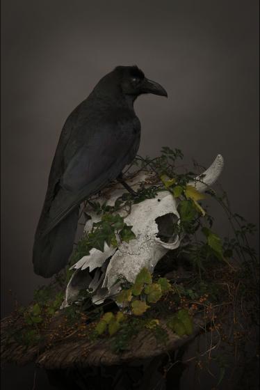 CALM (Raven&amp;Skull)