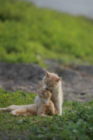 第2回 猫・ねこ写真展 第2回 猫・ねこ写真展