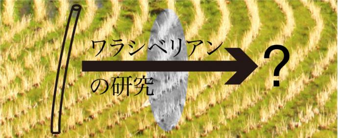 ワラシベリアンの研究 ワラシベリアンの研究
