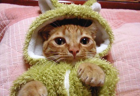 うちのにゃんこ写真コンテスト うちのにゃんこ写真コンテスト