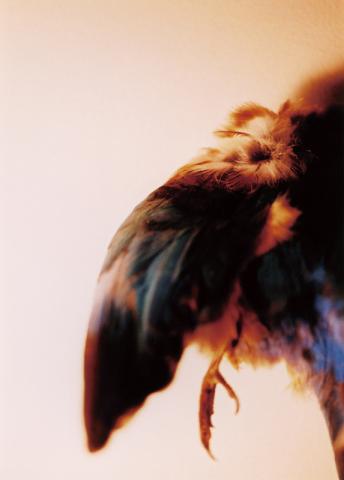 高橋万里子写真展「Night Birds」 高橋万里子写真展「Night Birds」