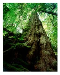 写し人 三好和義写真展 -世界遺産 屋久島- 写し人 三好和義写真展 -世界遺産 屋久島-