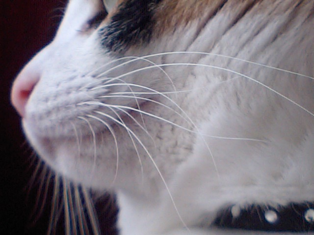 猫の写真【一般公募】 猫の写真【一般公募】