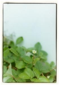 林和美写真展「余白」 林和美写真展「余白」
