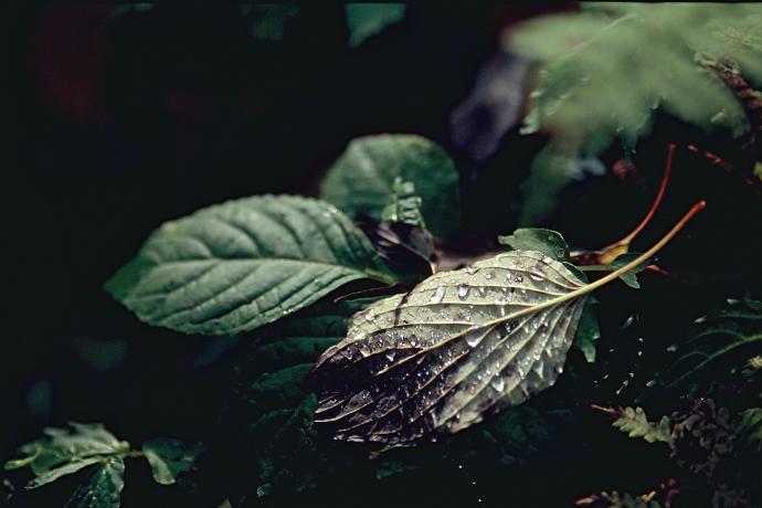 写真作家yukko*作品展 森気(Shinki)ー森の声を感じてー 写真作家yukko*作品展 森気(Shinki)ー森の声を感じてー