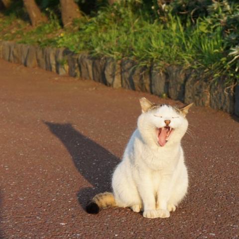 ふるたちかこ「のらねこさんぽ」 ふるたちかこ「のらねこさんぽ」