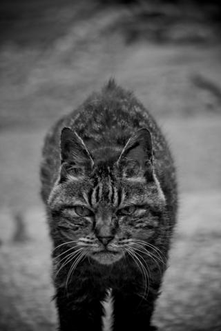 hiro「東京下町、野良に生きる猫たち展」 hiro「東京下町、野良に生きる猫たち展」