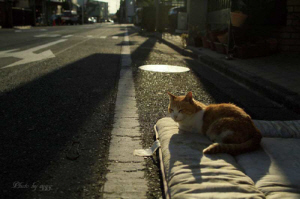 第4回猫・ねこ写真展 PART1 第4回猫・ねこ写真展 PART1