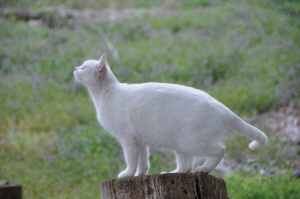 第4回 猫・ねこ写真展 PART2 第4回 猫・ねこ写真展 PART2