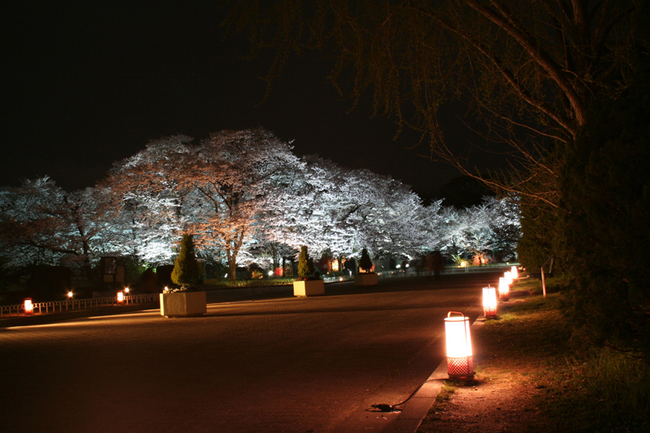 京都府立植物園「桜のライトアップ」 京都府立植物園「桜のライトアップ」