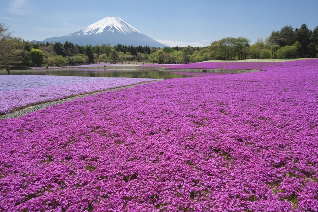 2013富士芝桜まつり