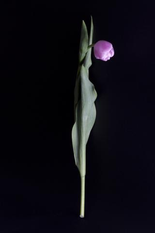 中村早写真展 「Flower」 中村早写真展 「Flower」