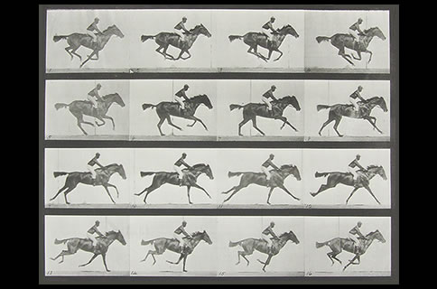 写真歴史博物館企画展 富士フイルム収蔵品展 エドワード・マイブリッジの『動物の運動』 写真歴史博物館企画展 富士フイルム収蔵品展 エドワード・マイブリッジの『動物の運動』
