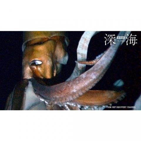 特別展「深海 —挑戦の歩みと驚異の生きものたち—」 特別展「深海 —挑戦の歩みと驚異の生きものたち—」