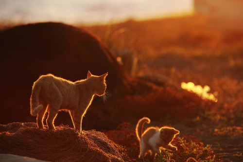 星野俊光 写真展 「Cats on the Shore~海辺に生きる猫たちの記憶~」 星野俊光 写真展 「Cats on the Shore~海辺に生きる猫たちの記憶~」