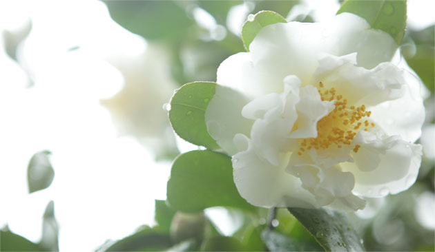 花を写す -sai photogragh workshop- 花を写す -sai photogragh workshop-