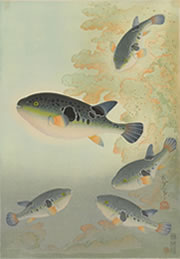 大野麥風展 「大日本魚類画集」と博物画にみる魚たち 大野麥風展 「大日本魚類画集」と博物画にみる魚たち