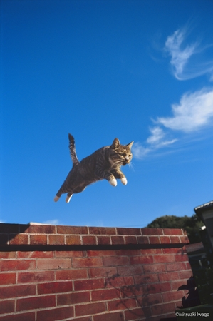 岩合光昭写真展「ねこ」 岩合光昭写真展「ねこ」