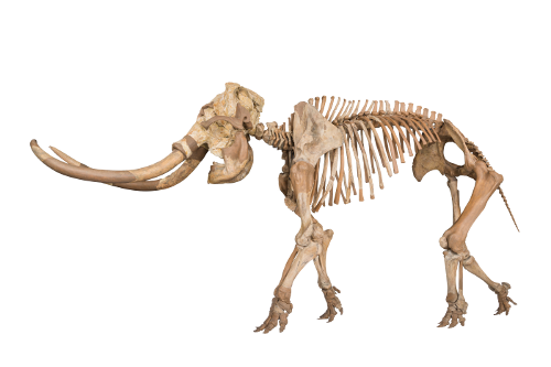 太古の哺乳類展-日本の化石でたどる進化と絶滅- 太古の哺乳類展-日本の化石でたどる進化と絶滅-