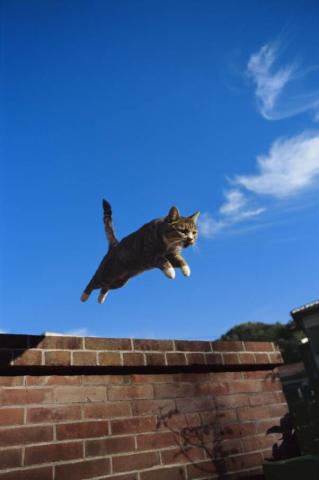 「岩合光昭写真展 ねこ」 「岩合光昭写真展 ねこ」