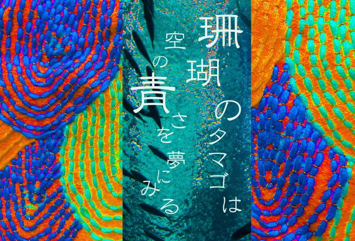 珊瑚の卵は空の青さを夢にみる~Aoiとレイナの二人展~ 珊瑚の卵は空の青さを夢にみる~Aoiとレイナの二人展~