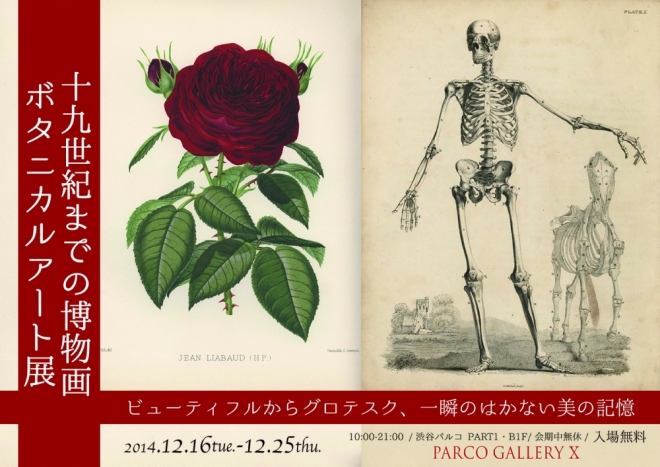 19世紀までの博物画・ボタニカルアート展 ビューティフルからグロテスク 〜 一瞬のはかない美の記憶 〜 19世紀までの博物画・ボタニカルアート展 ビューティフルからグロテスク 〜 一瞬のはかない美の記憶 〜
