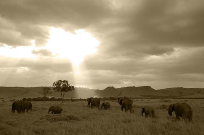 藤川靖彦 写真展「SAVANNA HOT-LINE」 藤川靖彦 写真展「SAVANNA HOT-LINE」