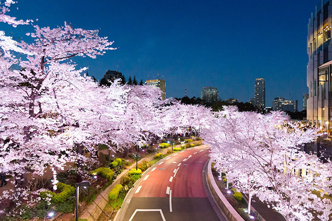 Midtown Blossom 2015 Midtown Blossom 2015