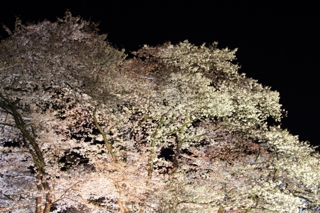 桜ライトアップ2015/たそがれ・桜・そぞろ歩き 桜ライトアップ2015/たそがれ・桜・そぞろ歩き