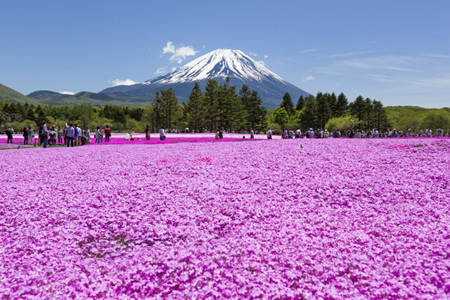 2015富士芝桜まつり 2015富士芝桜まつり