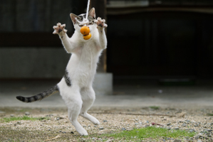 岩合光昭写真展「ねこ歩き」 岩合光昭写真展「ねこ歩き」