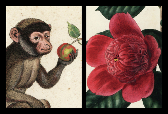 ボタニカル・博物画展 絶滅危惧の猿たちと幻の椿 ボタニカル・博物画展 絶滅危惧の猿たちと幻の椿