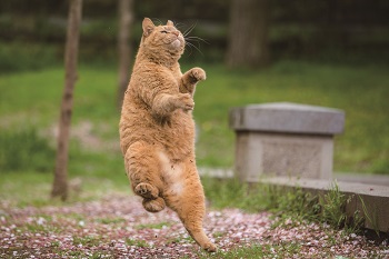 第7回 猫・ねこ写真展PART1 第7回 猫・ねこ写真展PART1