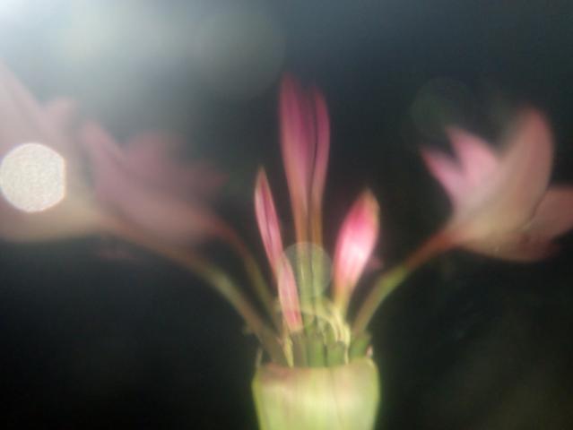 平賀淳写真展 Aquarium 平賀淳写真展 Aquarium