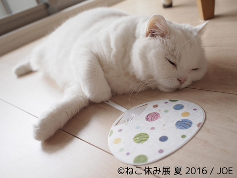 猫の合同写真&物販展「ねこ休み展 夏 2016」 猫の合同写真&物販展「ねこ休み展 夏 2016」
