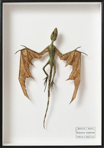 自然と美術の標本展 自然と美術の標本展