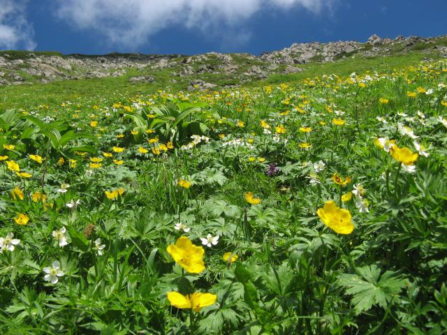 日本屈指！ 40種以上の高山植物が咲く 天空の花畑