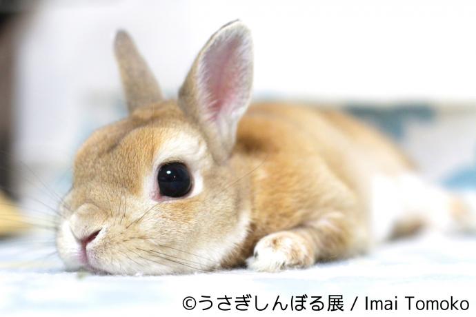 うさぎの合同写真&物販展「うさぎしんぼる展」 うさぎの合同写真&物販展「うさぎしんぼる展」