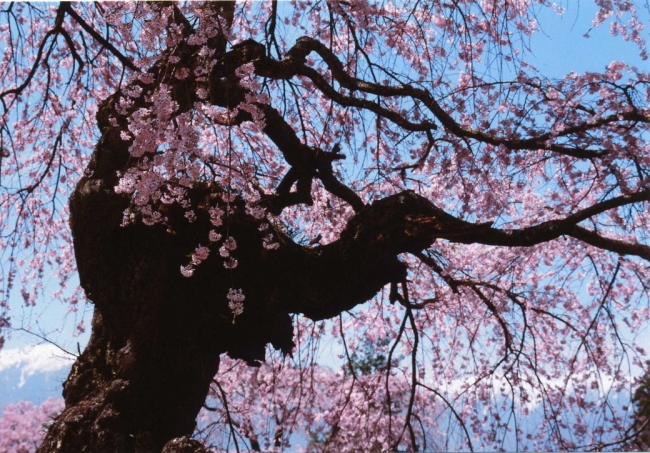 【美術展・展覧会】幹の会第26回写真展「めぐる季(とき)の表情」 【美術展・展覧会】幹の会第26回写真展「めぐる季(とき)の表情」