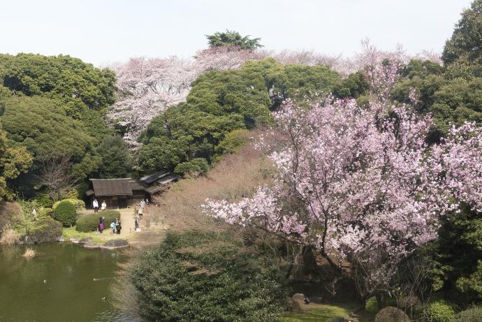 博物館でお花見を 博物館でお花見を