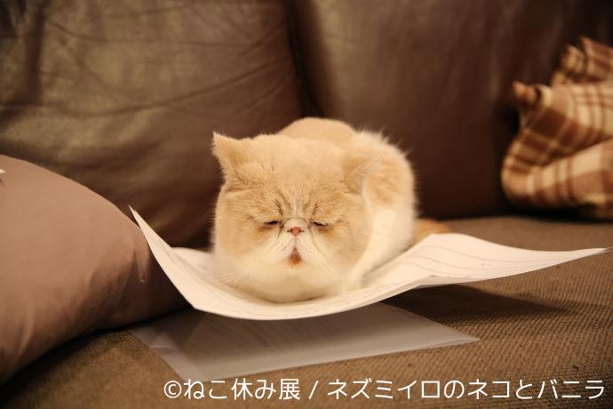 猫の合同写真&物販展「ねこ休み展」in 大阪なんばパークス 猫の合同写真&物販展「ねこ休み展」in 大阪なんばパークス