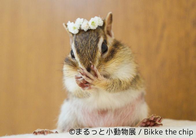 【写真展】まるっと小動物展 【写真展】まるっと小動物展