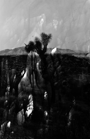 岸 幸太写真展 “Joshua tree” 岸 幸太写真展 “Joshua tree”