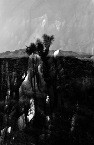 岸 幸太写真展　“Joshua tree”