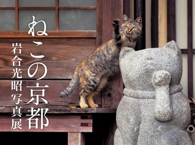 【写真展】岩合光昭写真展「ねこの京都」 【写真展】岩合光昭写真展「ねこの京都」