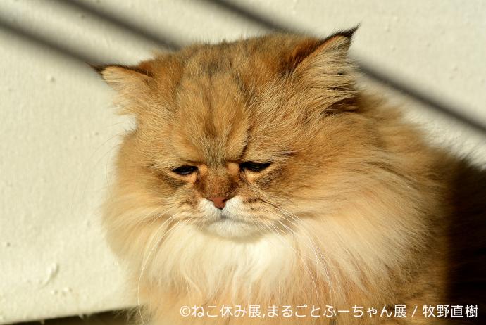 【写真展】猫の合同写真＆物販展「ねこ休み展」in 静岡パルコ