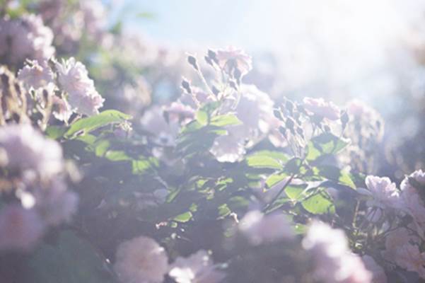 【写真展】蜷川実花 うつくしい日々 【写真展】蜷川実花 うつくしい日々