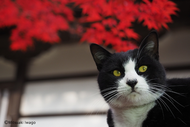 【写真展】岩合光昭 ねこの写真展