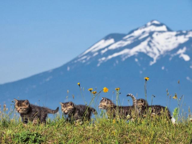 【写真展】津軽の四季、子ネコたちの物語岩合光昭写真展 ふるさとのねこ