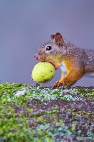 【写真展】西村 豊「八ヶ岳 生きもの ものがたり」 【写真展】西村 豊「八ヶ岳 生きもの ものがたり」